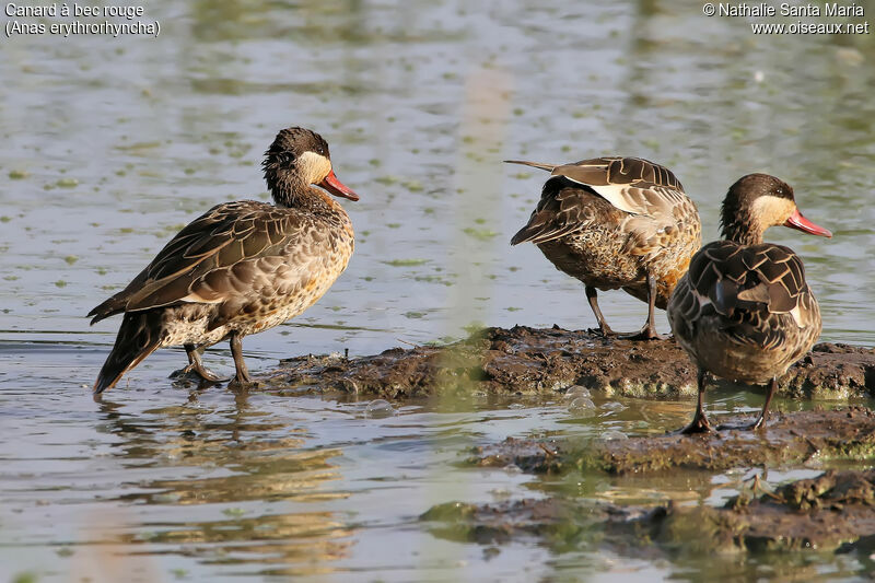 Canard à bec rougeadulte, habitat