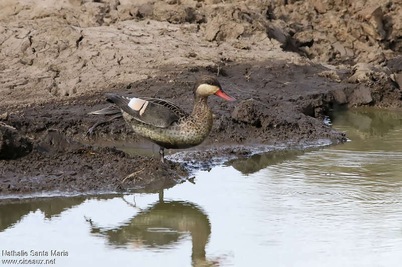 Red-billed Tealadult, aspect, pigmentation, Behaviour