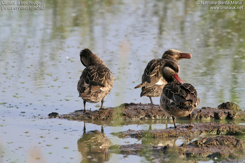 Red-billed Teal, habitat, care