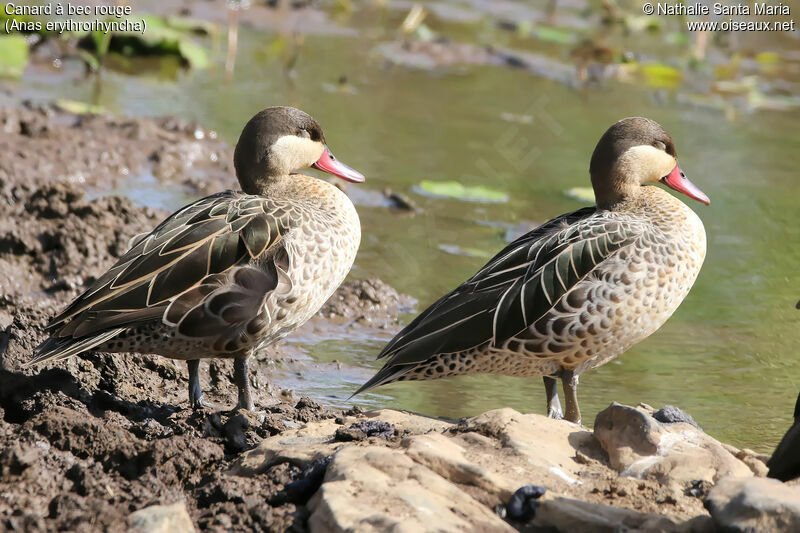 Red-billed Tealadult, identification, habitat