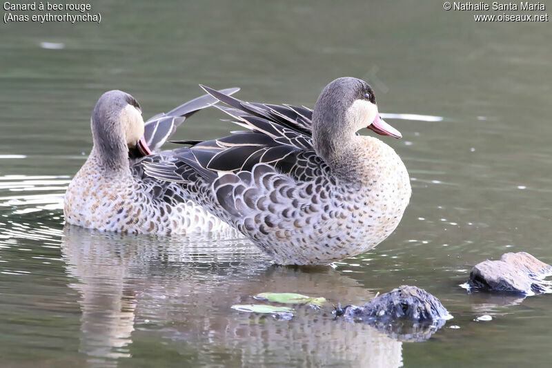 Canard à bec rougeadulte, identification, habitat, soins