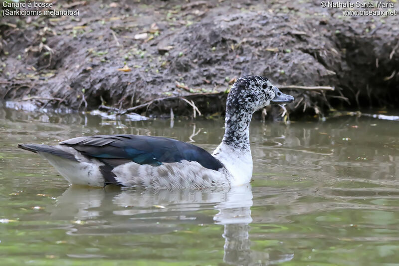 Canard à bosse femelle adulte, identification, habitat, nage