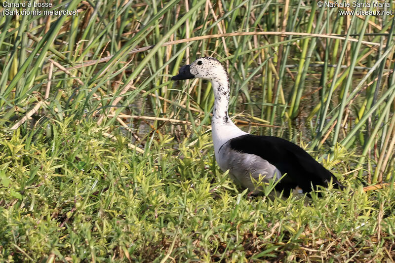 Canard à bosse mâle adulte internuptial, identification, habitat