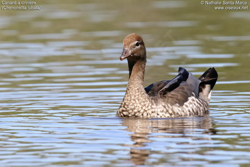 Canard à crinière femelle adulte, identification, nage