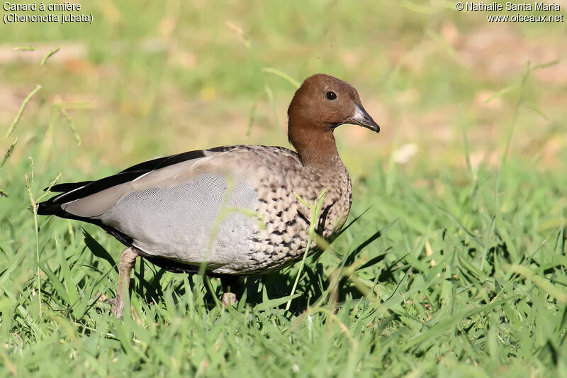 Maned Duck male adult, identification, walking