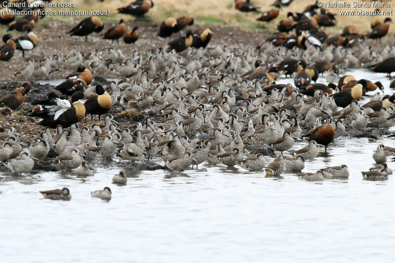 Canard à oreilles roses, habitat