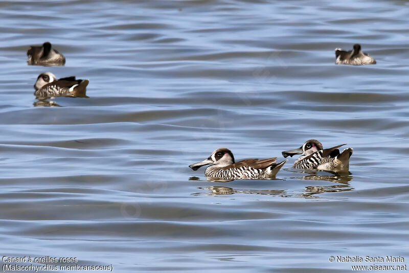 Pink-eared Duckadult, identification, swimming