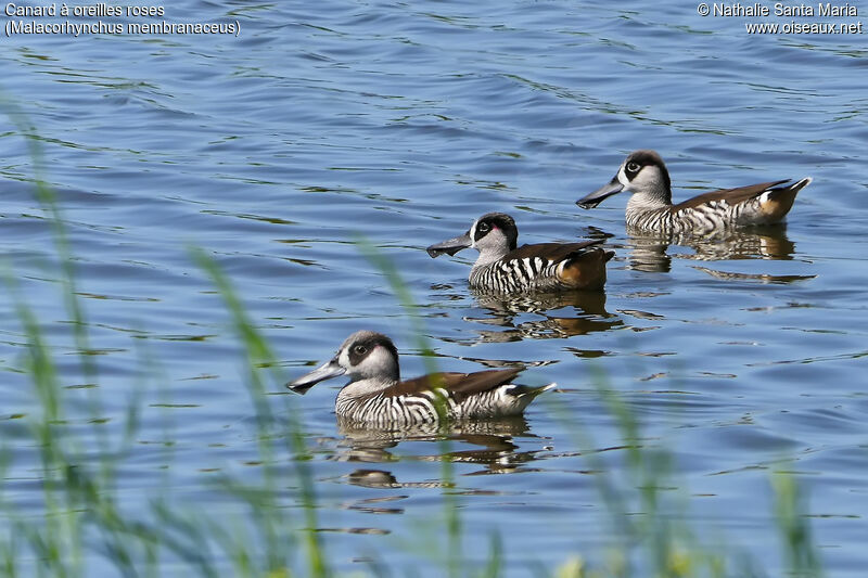 Pink-eared Duckimmature, identification, swimming