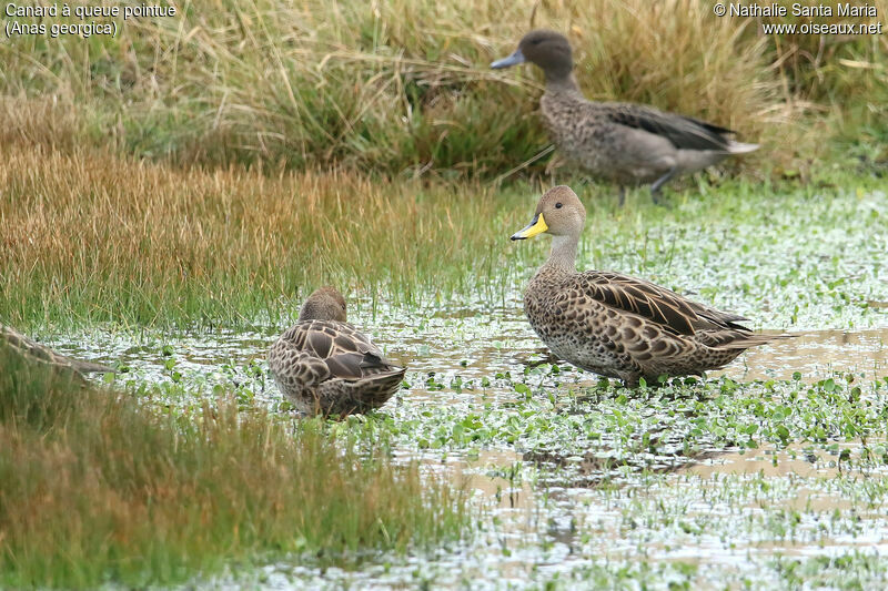 Canard à queue pointueadulte, identification