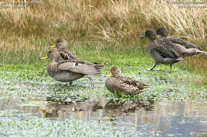 Canard à queue pointueadulte, identification