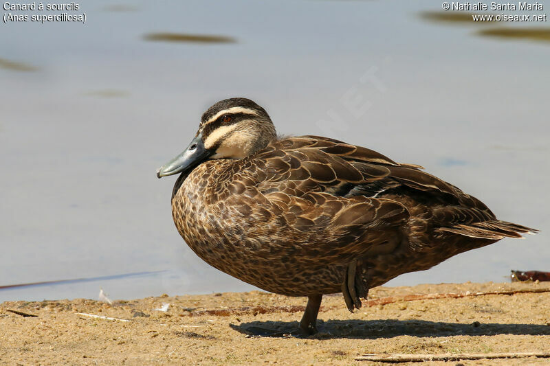 Canard à sourcilsadulte, identification