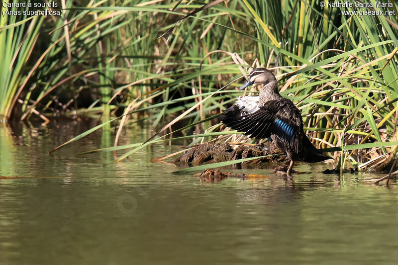 Pacific Black Duckadult, identification, aspect