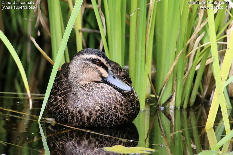 Pacific Black Duckadult, identification