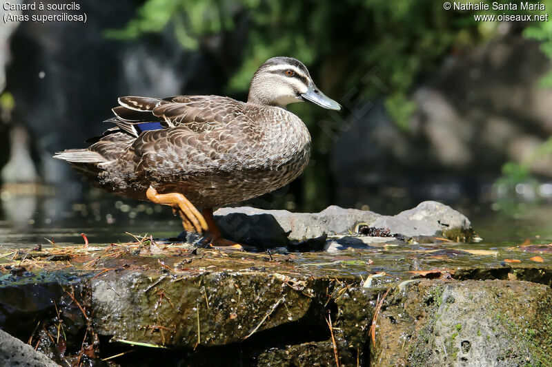 Canard à sourcilsadulte, identification