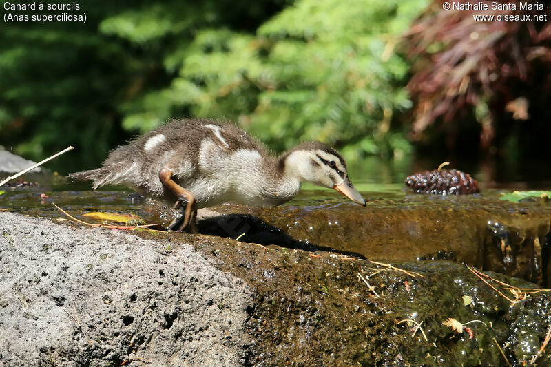 Pacific Black Duckjuvenile, identification, walking