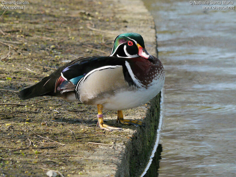 Wood Duck male adult breeding, identification, Behaviour