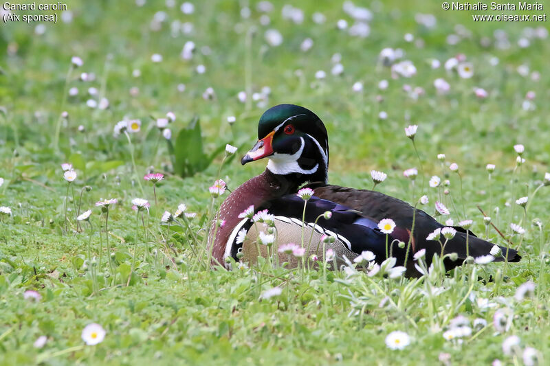 Canard carolin mâle adulte nuptial, identification, Comportement