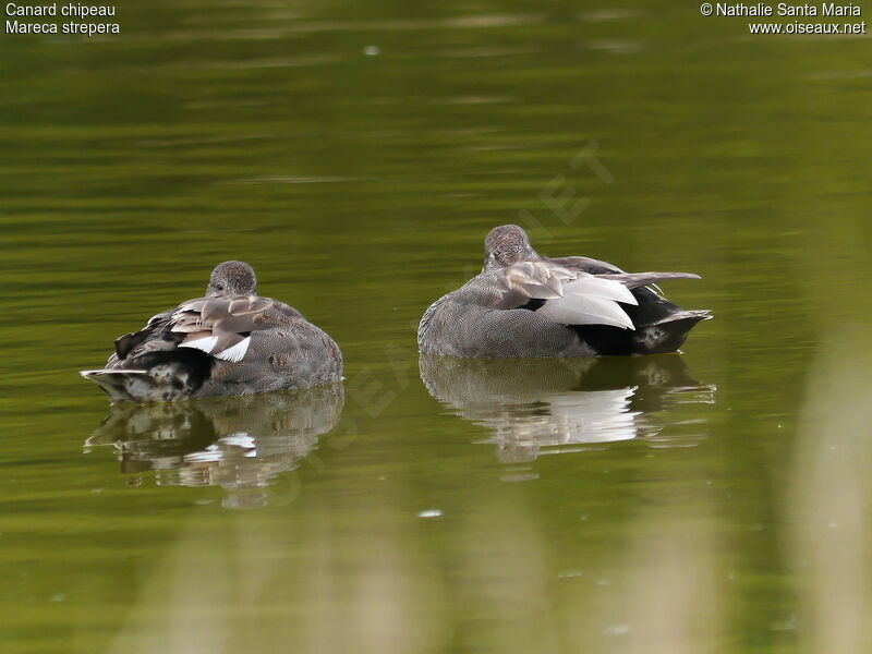 Canard chipeau mâle adulte nuptial, identification, Comportement