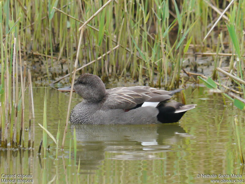 Gadwall male adult breeding, identification, habitat, swimming