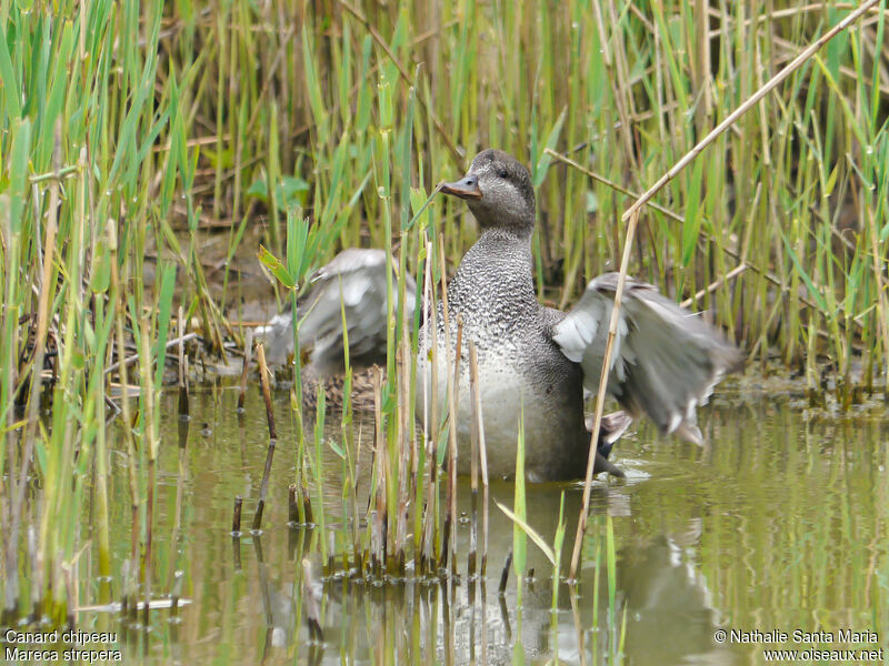 Canard chipeau mâle adulte nuptial, identification, Comportement