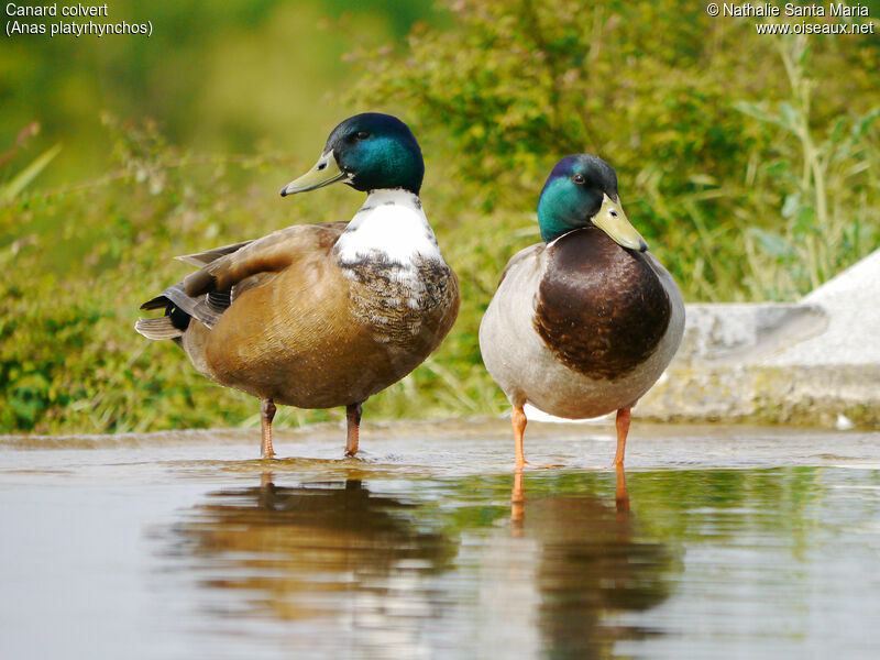 Canard colvert mâle adulte nuptial, habitat