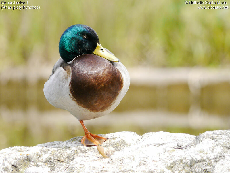 Mallard male adult breeding, identification, close-up portrait, Behaviour