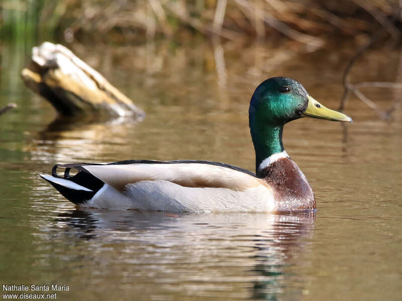 Canard colvert mâle adulte nuptial, nage, Comportement