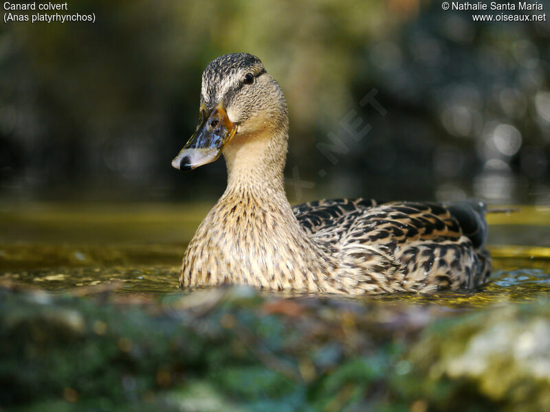 Canard colvert femelle adulte nuptial, identification, portrait, habitat, nage