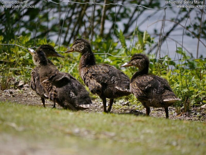 Canard colvertjuvénile, mue, marche