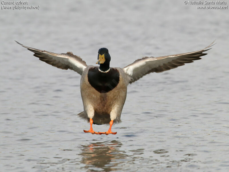 Mallard male adult breeding, identification, Flight, Behaviour