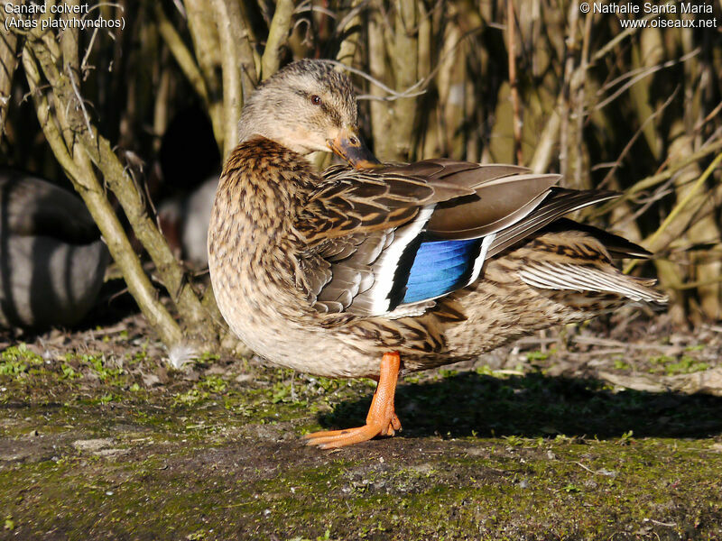 Canard colvert femelle adulte, portrait, soins