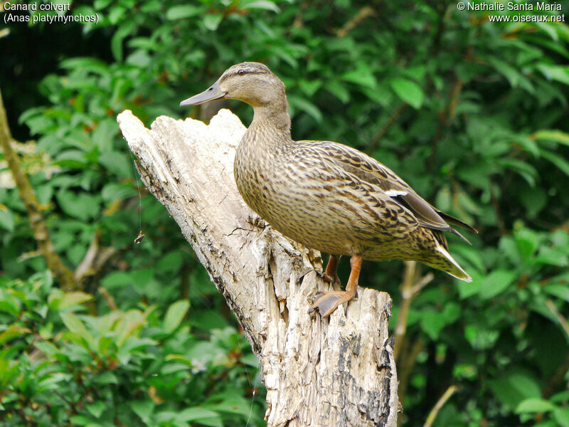 Mallard female adult, identification, close-up portrait, Reproduction-nesting, Behaviour