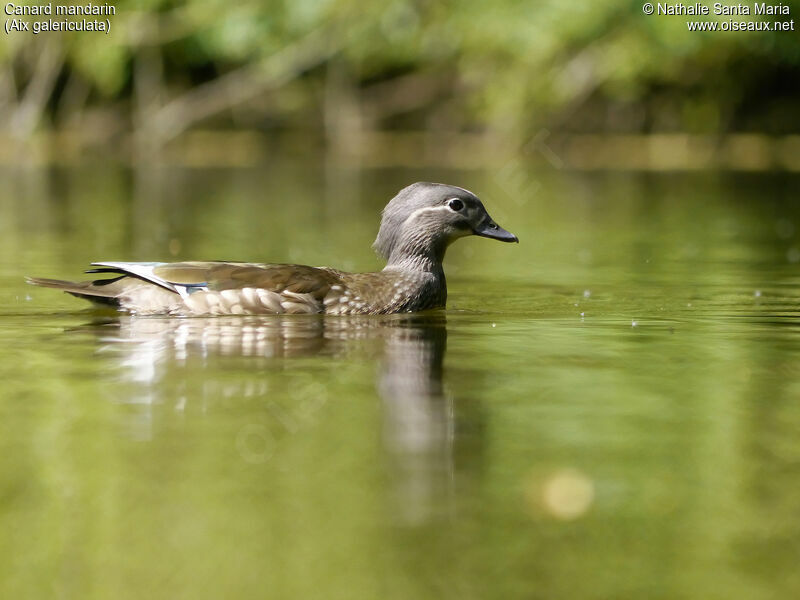 Canard mandarin femelle adulte nuptial, identification, nage