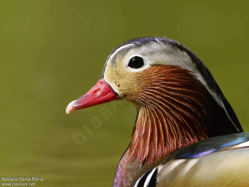 Canard mandarin mâle adulte nuptial, portrait, nage