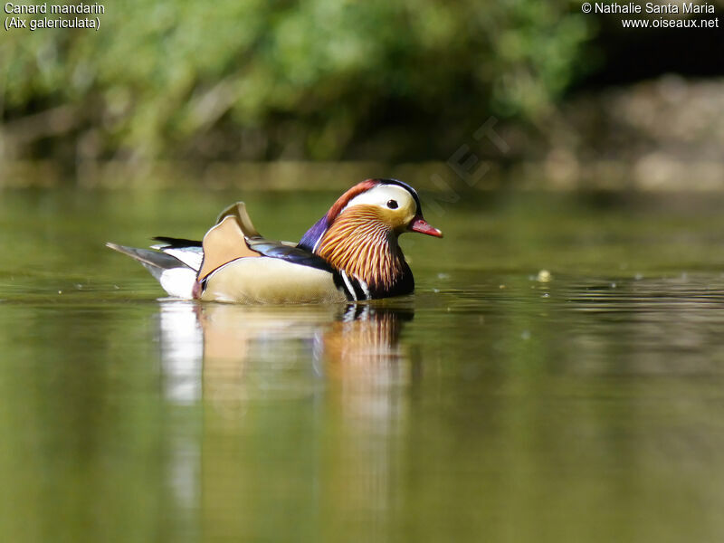 Canard mandarin mâle adulte nuptial, identification, nage