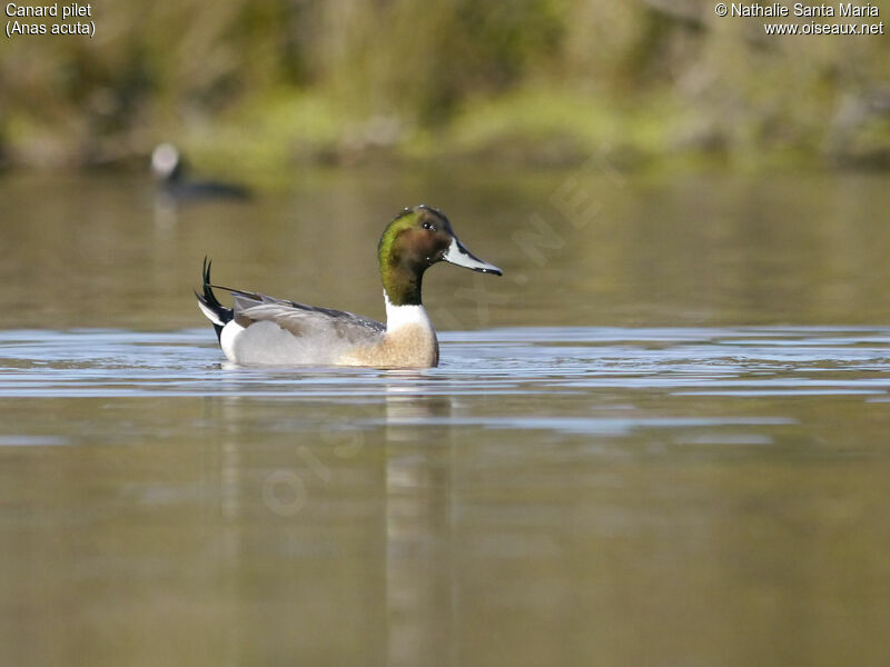 Canard pilet mâle adulte nuptial, nage