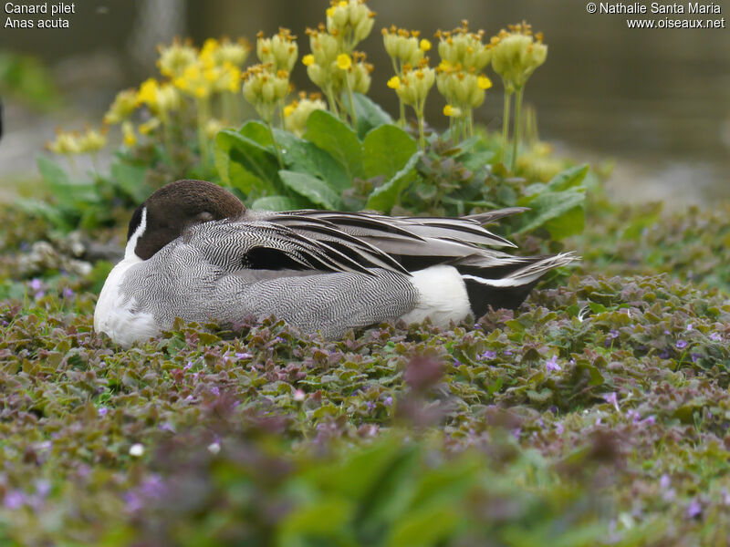 Northern Pintail male adult breeding, identification, Behaviour