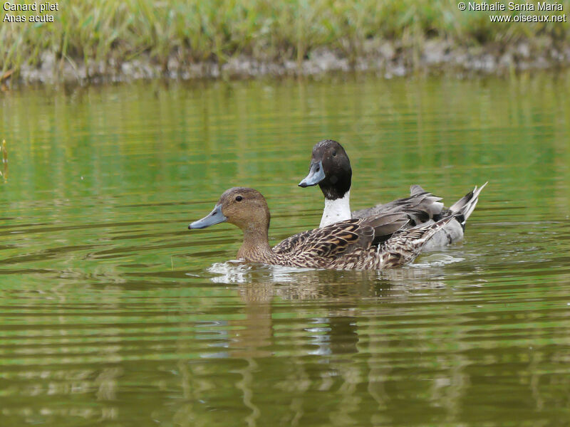 Canard piletadulte nuptial, nage