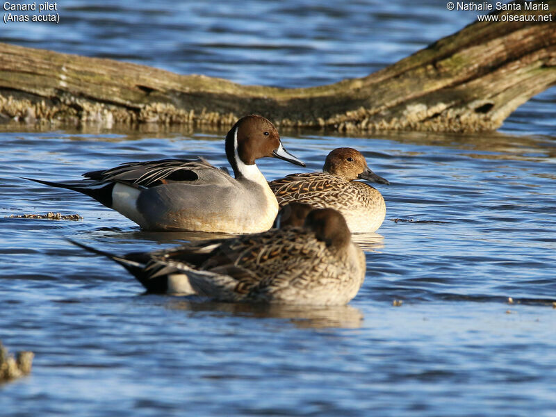 Canard piletadulte nuptial, habitat, nage, Comportement