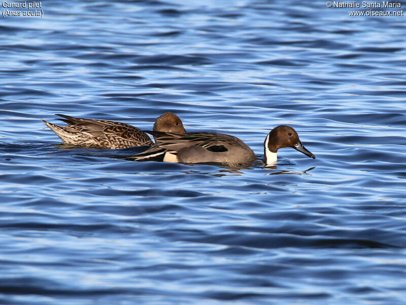 Northern Pintailadult breeding, habitat, swimming, Behaviour