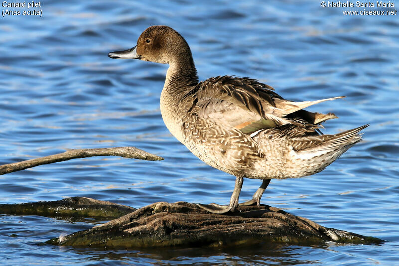 Canard pilet mâle adulte internuptial, identification, habitat, Comportement