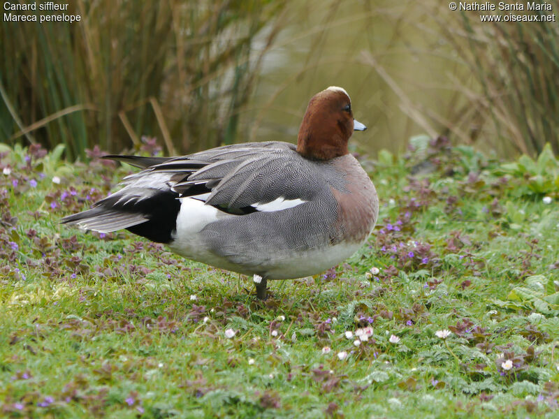 Eurasian Wigeon male adult breeding, identification, Behaviour