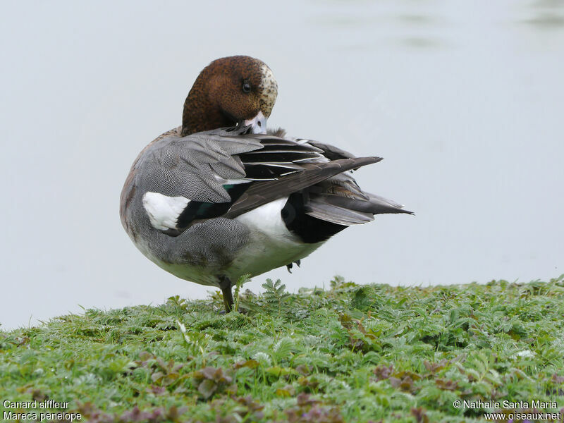 Eurasian Wigeon male adult breeding, identification, care, Behaviour