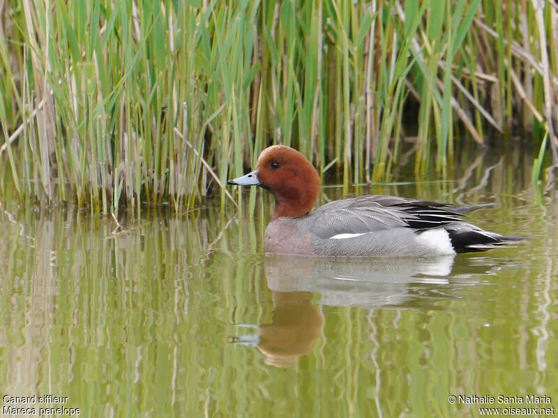 Canard siffleur mâle adulte nuptial, identification, nage