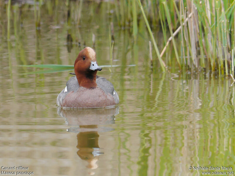 Eurasian Wigeon male adult breeding, identification, swimming