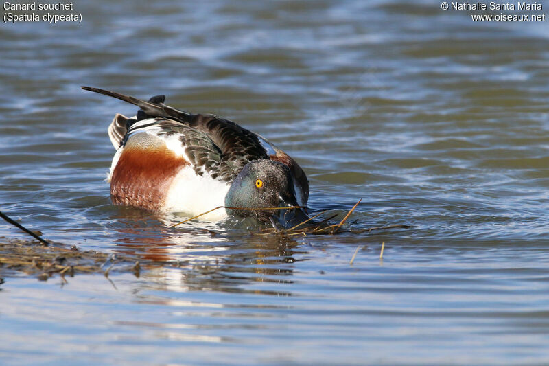 Northern Shoveler male adult breeding, identification, swimming, eats, Behaviour