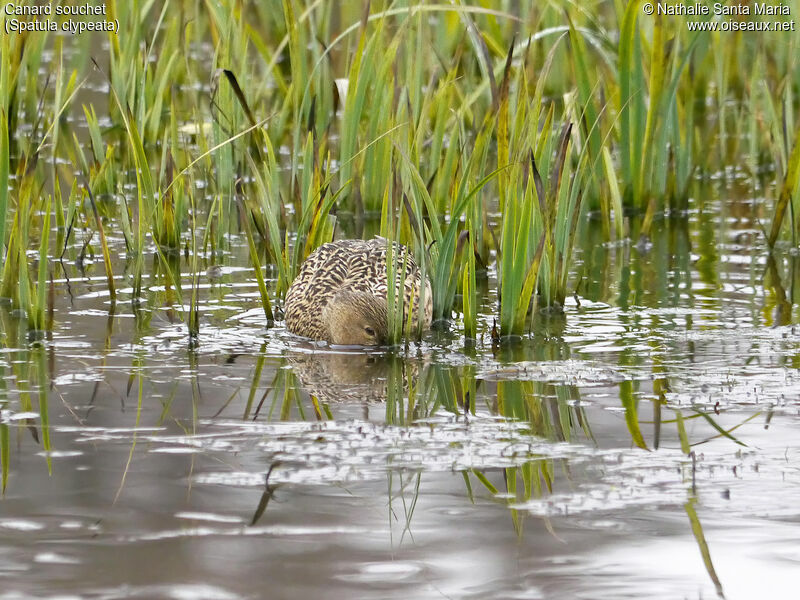 Northern Shoveler female adult, habitat, swimming, eats, Behaviour