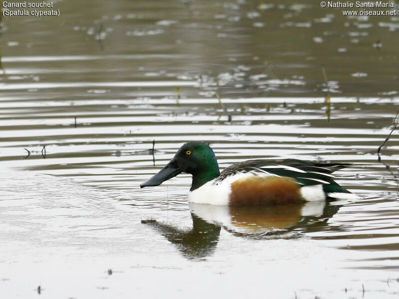 Northern Shoveler male adult breeding, identification, habitat, swimming