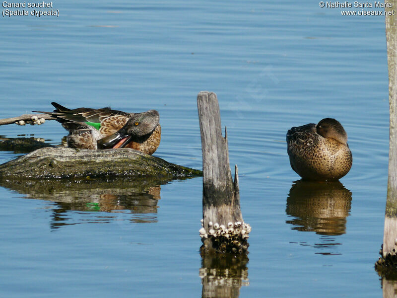 Canard souchet mâle adulte internuptial, identification, habitat, mue, soins, Comportement