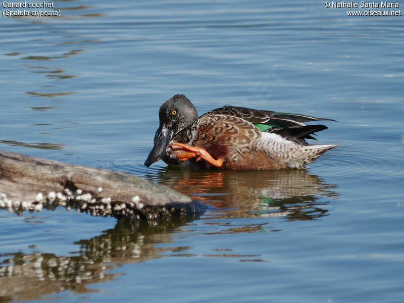 Canard souchet mâle adulte internuptial, identification, mue, soins, Comportement